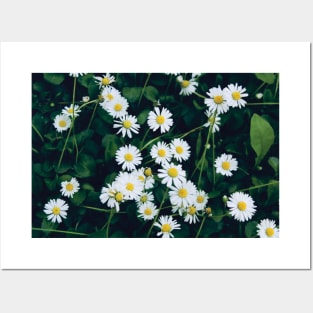 Wild Daisies Posters and Art